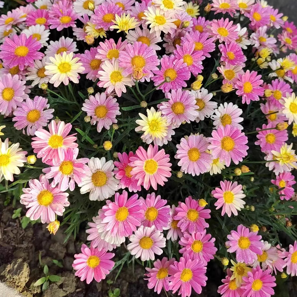 Last Day Sale - 50% OFF🌱 Pest Killer-Pyrethrum Daisy Seeds - Mixed Color