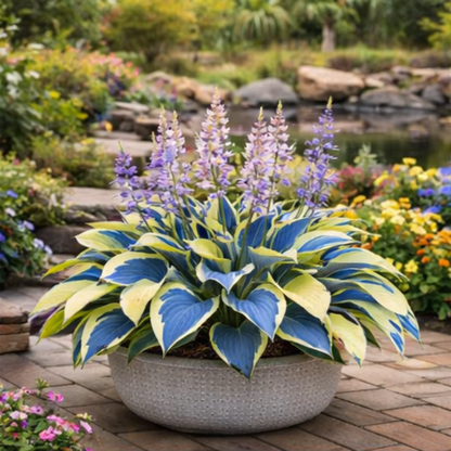 🌿 Hosta Bulbs: Big Beautiful Leaves, Almost Zero Effort