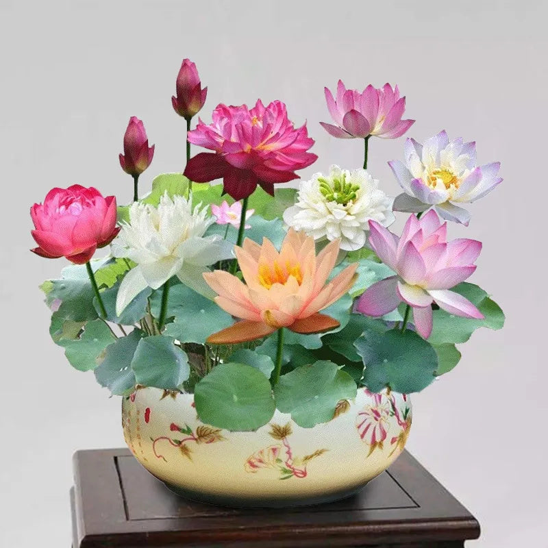 🌺The sacred lotus flower in bonsai🌺