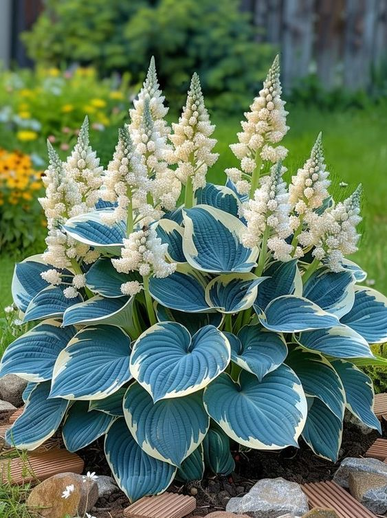 🔥Premium Rare Hosta Seeds🌿Turn Your Garden Into a Designer Landscape