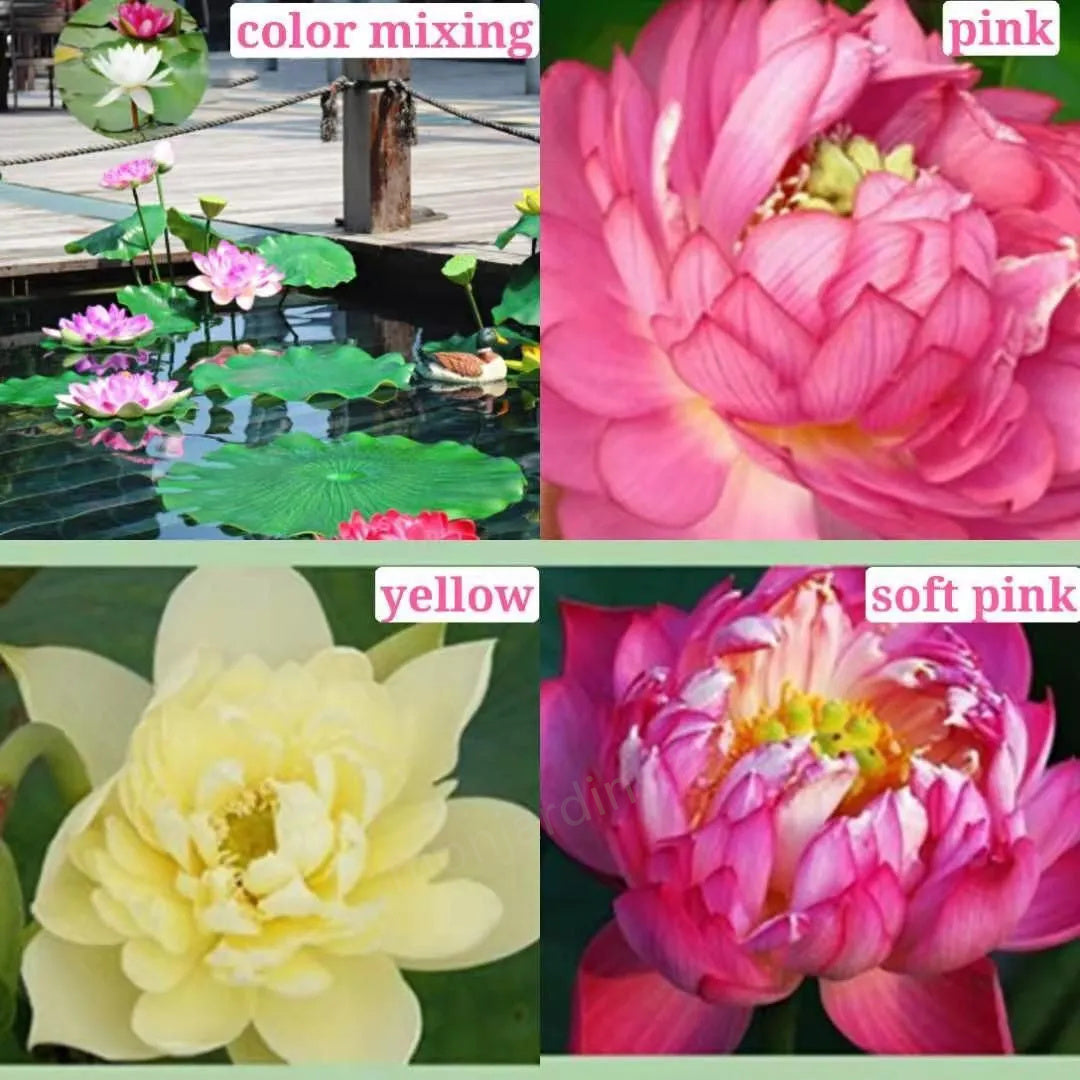 🌺The sacred lotus flower in bonsai🌺
