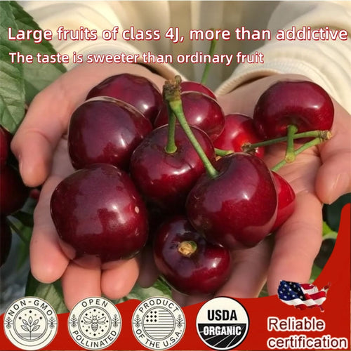 ✨Top Grade & Productive – Chilean Cherry Seeds Direct from Origin🌱