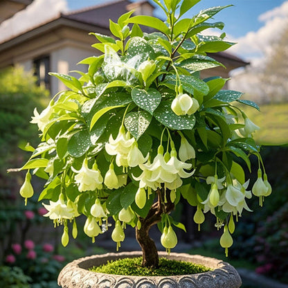 🌸 Double Fuchsia Plants – Elegant Cascading Blooms for Shade Gardens