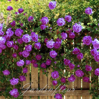 Last day 49% OFF🔥Climbing Vine Rose Flower Seeds