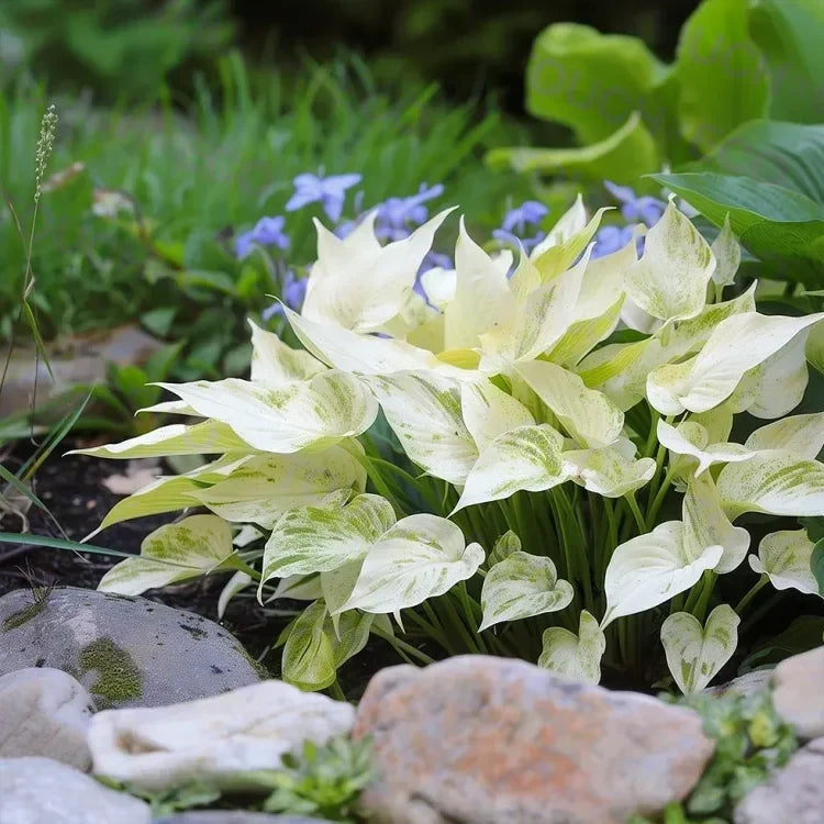 Nothing Grows in Shade? Watch This… 🌿 Turn Dead Corners Into a Lush Garden Paradise