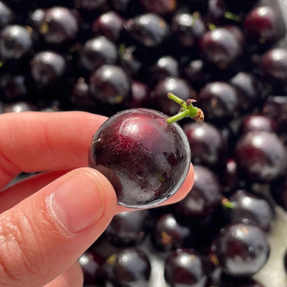 Grapes that Grow on Trees! 🌳🍇 Jaboticaba Heirloom Tree Seeds