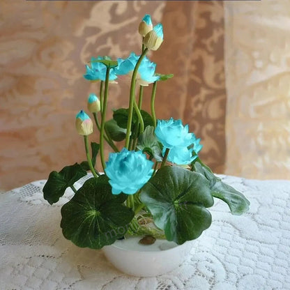 🌺The sacred lotus flower in bonsai🌺