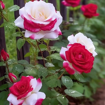 🔥 Rare Red & White Twin Rose 🌹Two Colors, One Stunning Bloom!