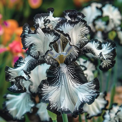 ⚜️ Rare Tall Bearded Iris – Premium Garden Rhizomes