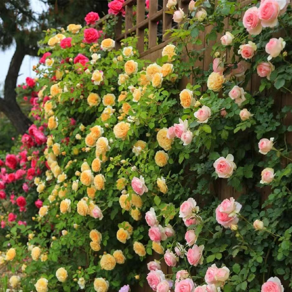 🌹Climbing Rose Seeds🌺 Easy Grow, First-Year Blooming Beauty