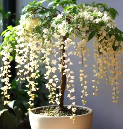 🌸Weeping Jasmine Seeds – Create a Fragrant Floral Waterfall at Home🌿❄️