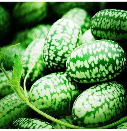 🍉RARE SEEDS THUMB WATERMELON SEEDS
