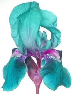 💕Iris (Phalaenopsis) Orchid Flower, Perennial Flower