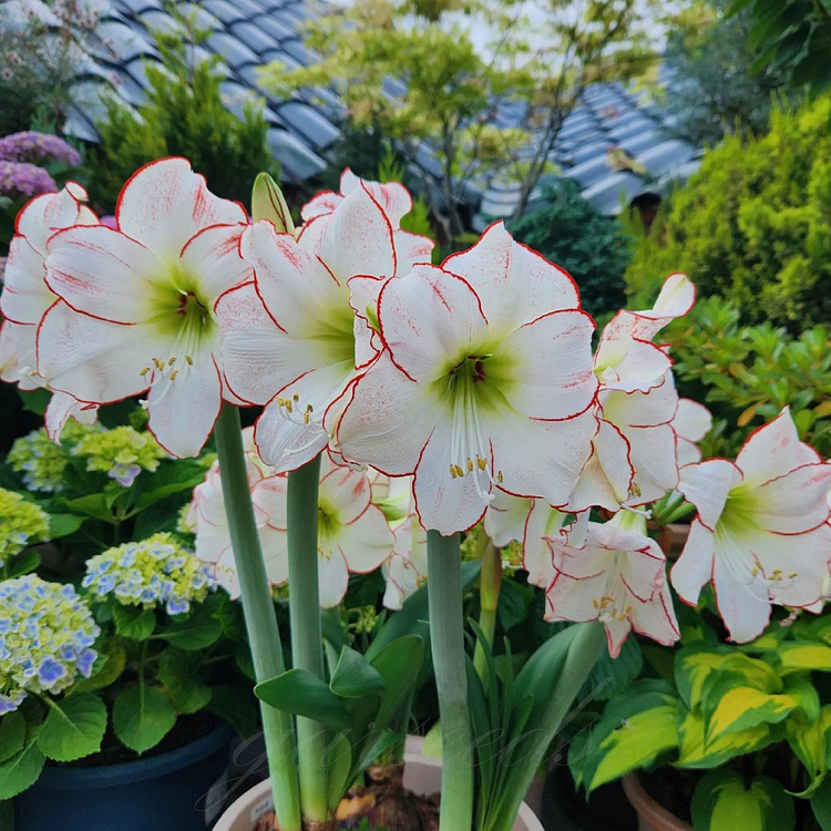 ꙳⋆🫧Giant Double-Flowered Amaryllis Bulbs – Spectacular Blooms This Season!🌼