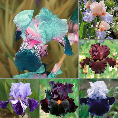 💕Iris (Phalaenopsis) Orchid Flower, Perennial Flower