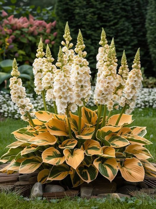🔥Last day of clearance sale🔥Rare and premium quality hosta seeds🌿Shade-tolerant plant
