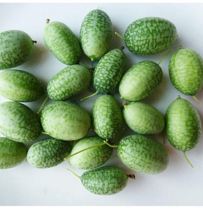 🍉RARE SEEDS THUMB WATERMELON SEEDS