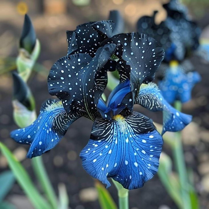 ⚜️ Rare Tall Bearded Iris – Premium Garden Rhizomes