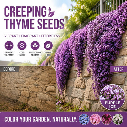 🌸✨ Creeping Thyme Seeds for a Stunning Multi-Color Ground Cover!  🌿Turn Your Garden into a Colorful Flower Carpet!🌺