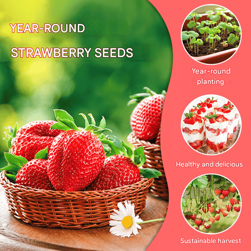 All-Year-Round Creamy Strawberry Seeds🍓