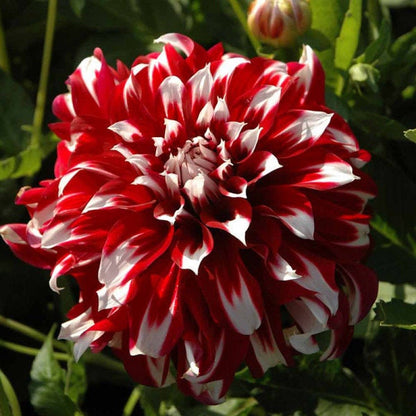 🎅 Rare Santa Claus Dahlia Bulbs – Christmas Magic in Your Garden 🌸🎄