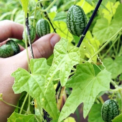 🍉RARE SEEDS THUMB WATERMELON SEEDS
