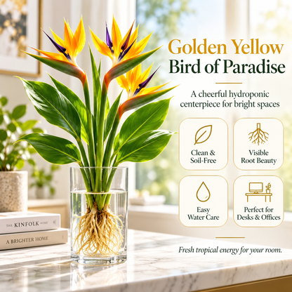 🕊️✨Hydroponic bird of paradise🌱🌸 A Little Bulb, A Beautiful Bloom — Nature’s Best Therapy!