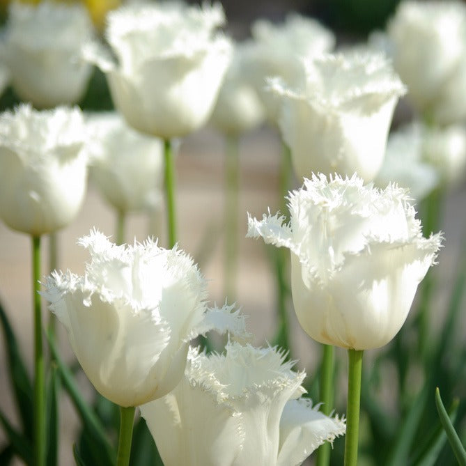 💥Spring NEW🌷Tulips 'first love'seeds