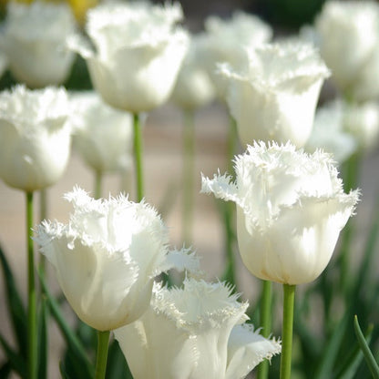 💥Spring NEW🌷Tulips 'first love'seeds
