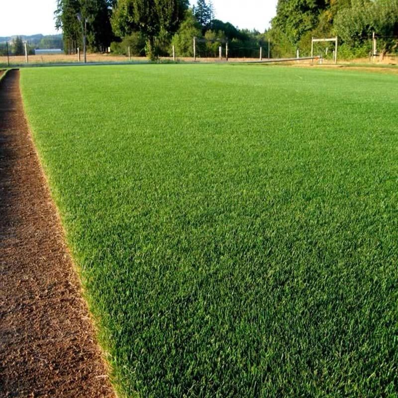 🎉Up to 50% off-Low-Maintenance, Drought and Cold-Resistant, Low-Growing Lawn Seeds