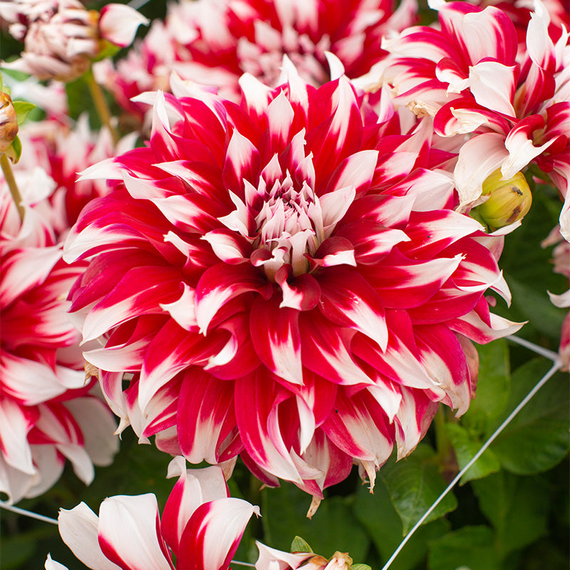 🎅 Rare Santa Claus Dahlia Bulbs – Christmas Magic in Your Garden 🌸🎄