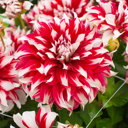 🎅 Rare Santa Claus Dahlia Bulbs – Christmas Magic in Your Garden 🌸🎄