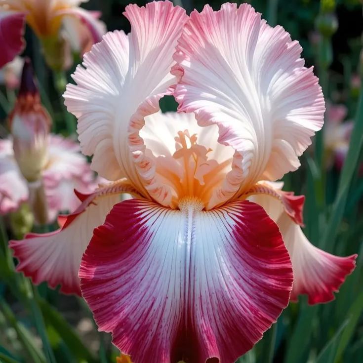 ⚜️ Rare Tall Bearded Iris – Premium Garden Rhizomes