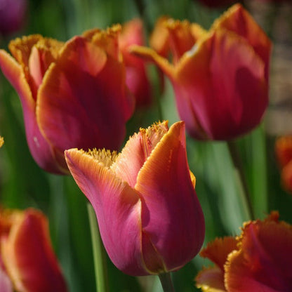 💥Spring NEW🌷Tulips 'first love'seeds