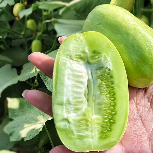 🥒Growable in all seasons - Jade Girl Cucumber