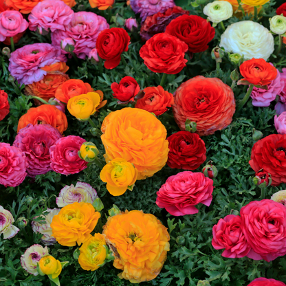 🌸Ranunculus Seeds – 💜Grow Elegant, Rose-Like Blooms in Your Own Garden