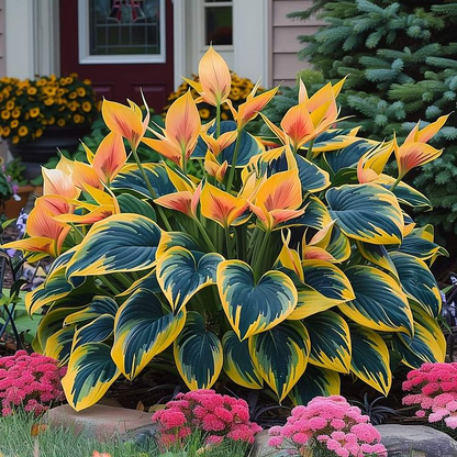 🔥Premium Rare Hosta Seeds🌿Turn Your Garden Into a Designer Landscape