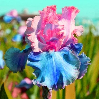 Rare & Exotic Iris Bulbs ⚜️ Unique Blooms That Impress