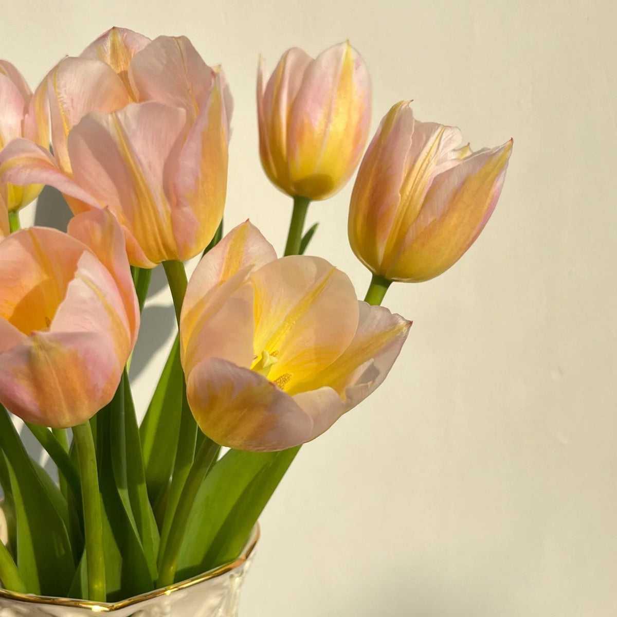 💥Spring NEW🌷Tulips 'first love'seeds