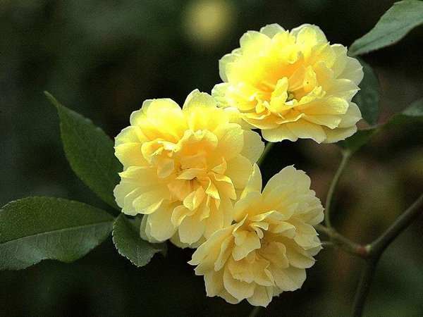 Yellow Banks Rose Seeds