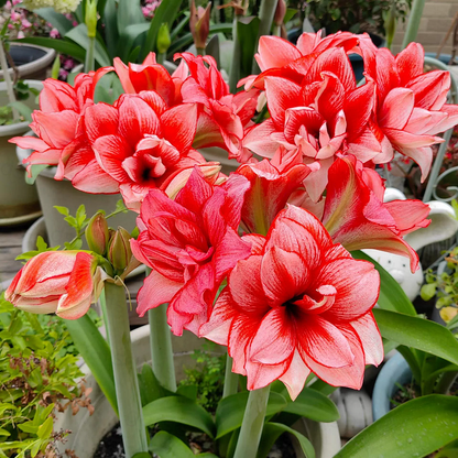 🤗🌺 One Hippeastrum Bulb, One Stunning Giant Bloom💥🏠