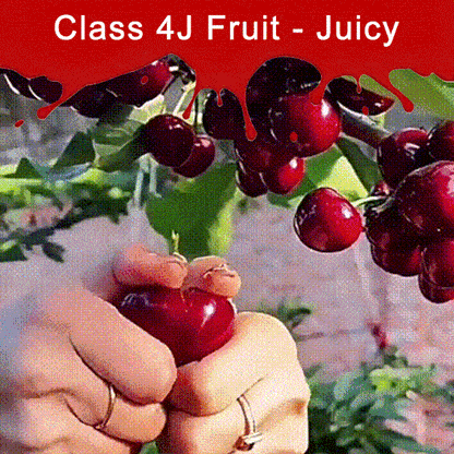 ✨Top Grade & Productive – Chilean Cherry Seeds Direct from Origin🌱