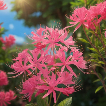 💙🌺 Blue Spider Lily – Exotic Rare Beauty for Your Garden!