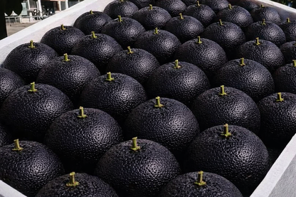 🍊Giant Black Diamond Orange Seeds – Sweet, delicious, nutritious, and easy to grow at home.