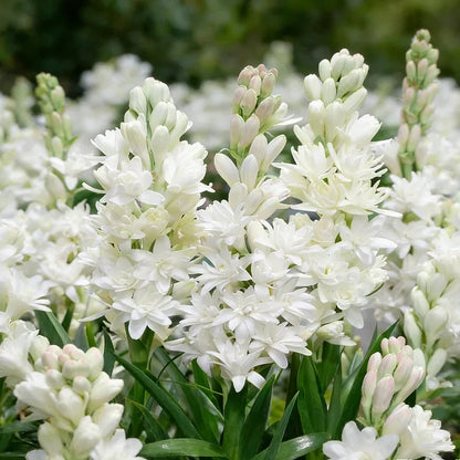 🌺 Double Perfume Tuberose Bulbs — Fill Your Nights With Sweet Fragrance 🌙✨