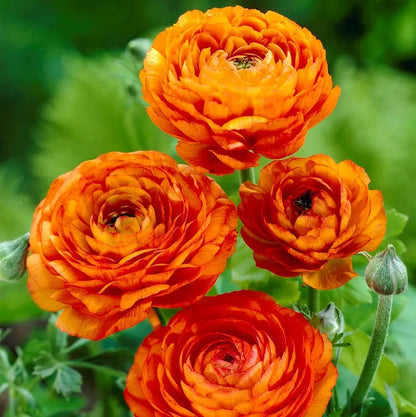 🌸 Grow Bouquet-Quality Flowers at Home with Ranunculus Bulbs 💐
