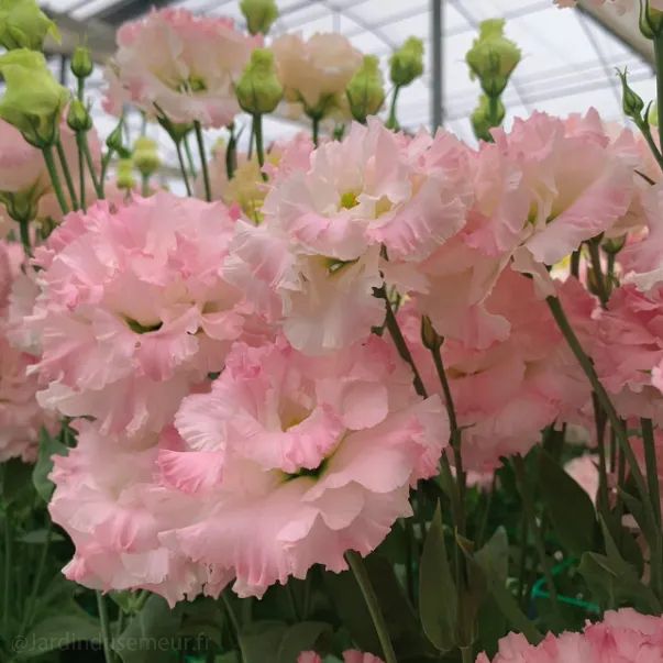 🎁Premium Lisianthus Seeds 🌷Create a Bouquet Garden at Home