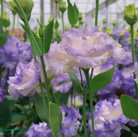 🎁Premium Lisianthus Seeds 🌷Create a Bouquet Garden at Home