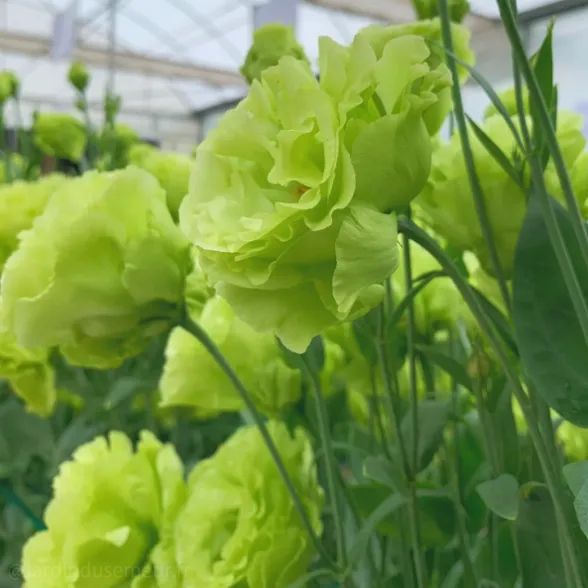 🎁Premium Lisianthus Seeds 🌷Create a Bouquet Garden at Home