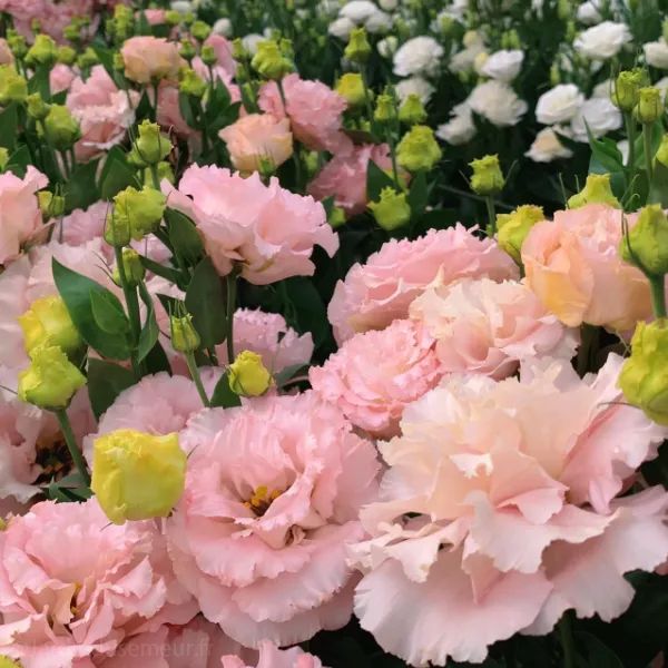 🎁Premium Lisianthus Seeds 🌷Create a Bouquet Garden at Home